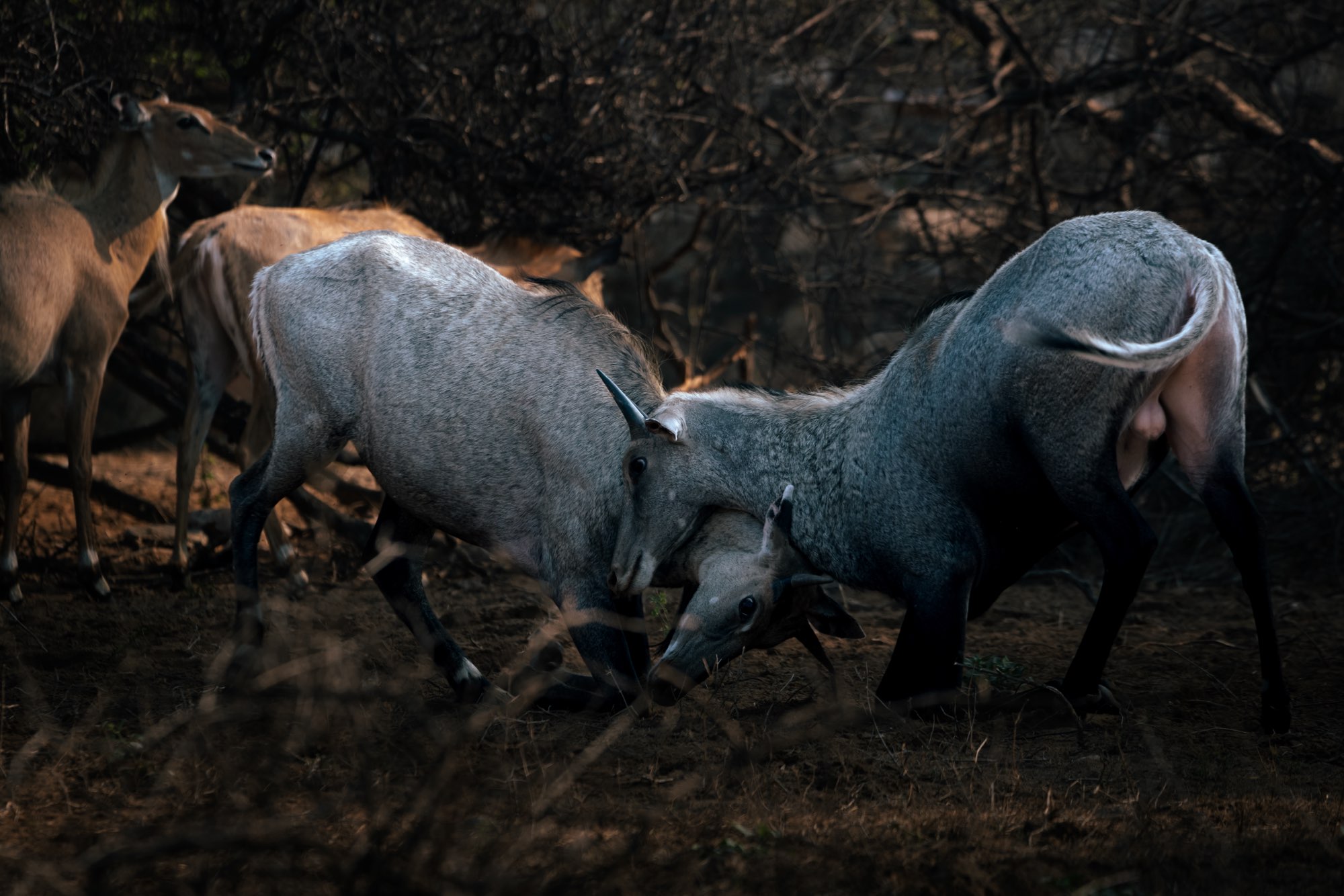 Bengal Tiger Safari - Big Cat Travel Agency Expeditions
