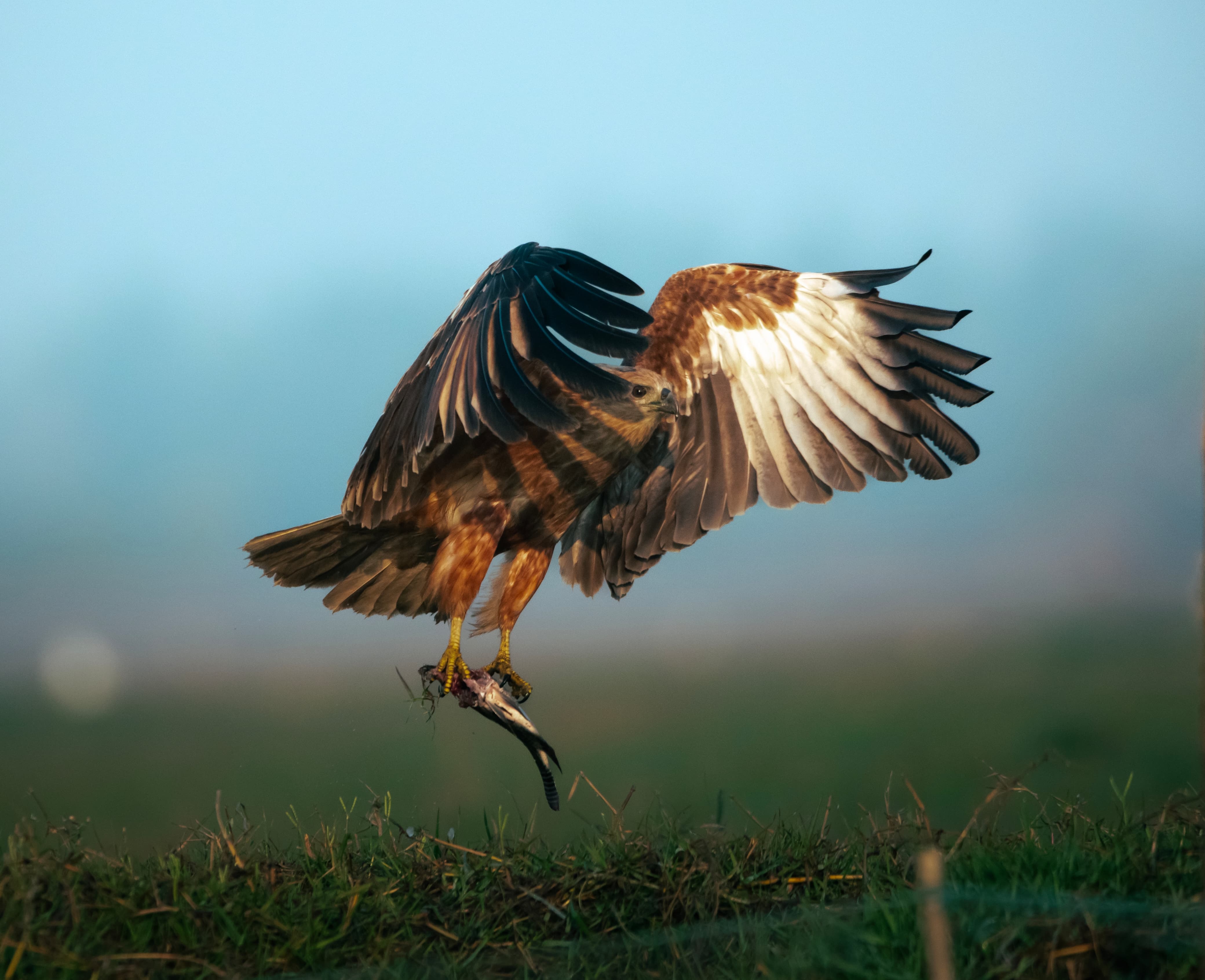 Avian Photography & Birding