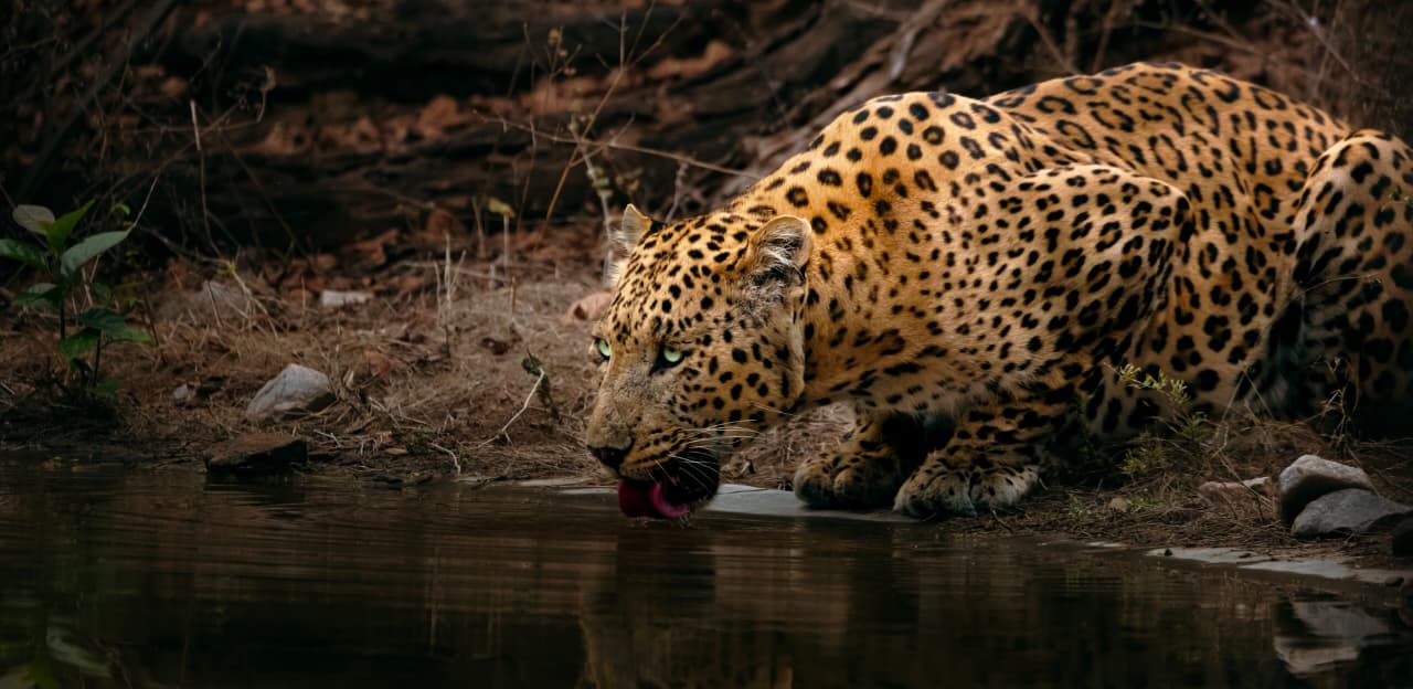 Big Cat Safari Expeditions