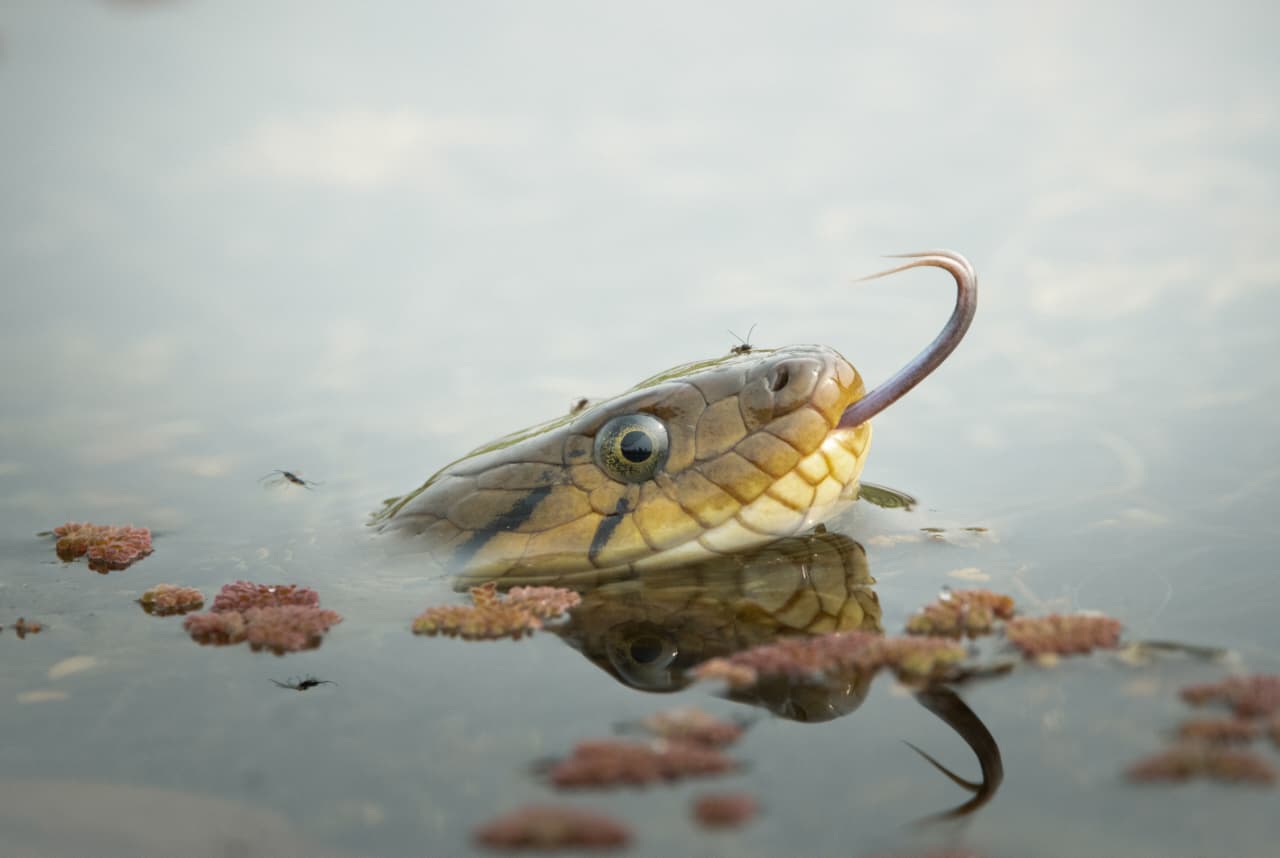 Herping & Macro Expeditions